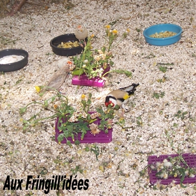 Elevage, obtention et photographie : SCHLUB Stphane