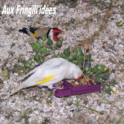 Elevage, obtention et photographie : SCHLUB Stphane