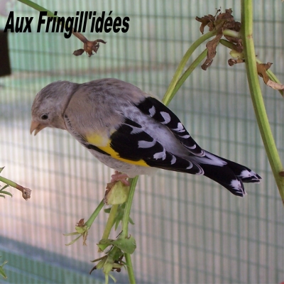 Elevage, obtention et photographie : SCHLUB Stphane