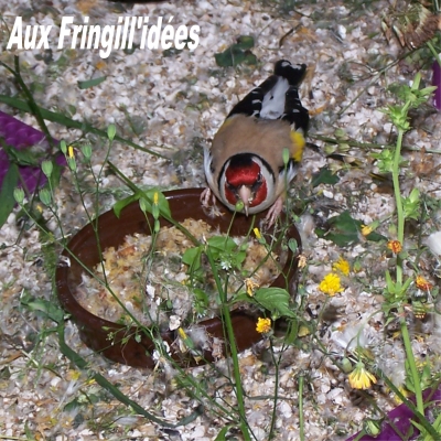 Elevage, obtention et photographie : SCHLUB Stphane