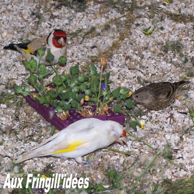 Elevage, obtention et photographie : SCHLUB Stphane