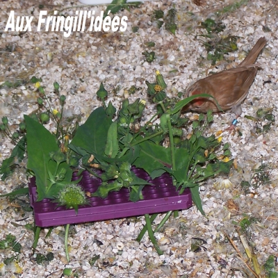 Elevage, obtention et photographie : SCHLUB Stphane