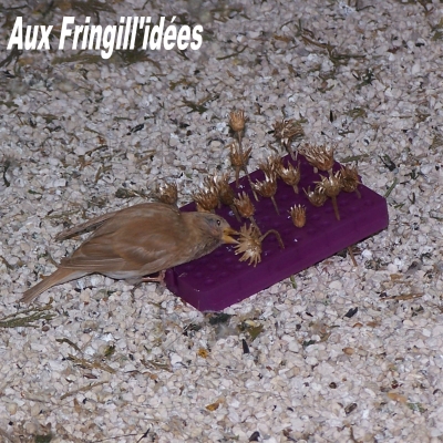 Elevage, obtention et photographie : SCHLUB Stphane