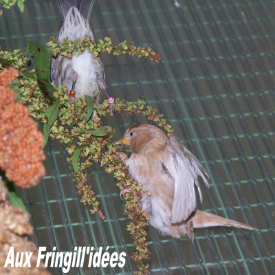 Elevage, obtention et photographie : SCHLUB Stphane