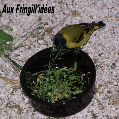 Elevage, obtention et photographie : SCHLUB Stphane
