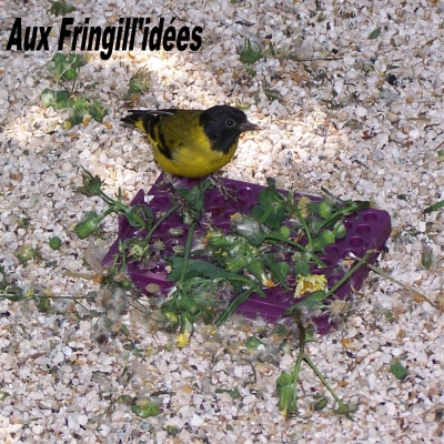 Elevage, obtention et photographie : SCHLUB Stphane
