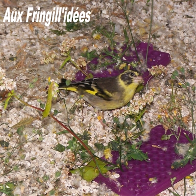 Elevage, obtention et photographie : SCHLUB Stphane