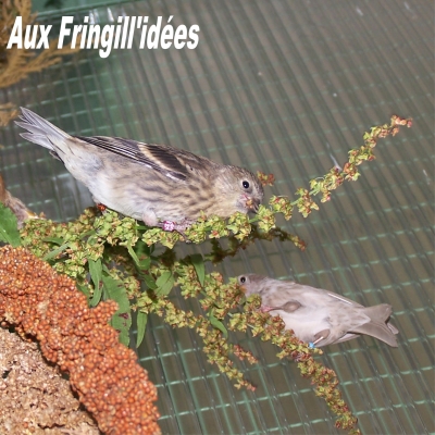 Elevage, obtention et photographie : SCHLUB Stphane