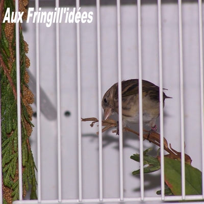 Elevage, obtention et photographie : SCHLUB Stphane