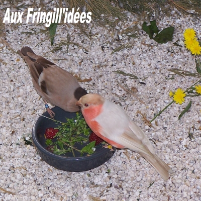 Elevage, obtention et photographie : SCHLUB Stphane