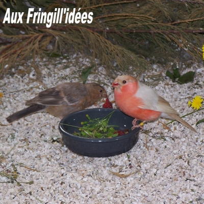 Elevage, obtention et photographie : SCHLUB Stphane