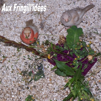 Elevage, obtention et photographie : SCHLUB Stphane
