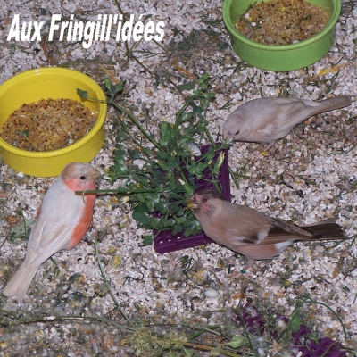 Elevage, obtention et photographie : SCHLUB Stphane