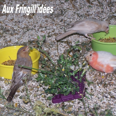 Elevage, obtention et photographie : SCHLUB Stphane