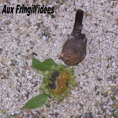 Elevage, obtention et photographie : SCHLUB Stphane