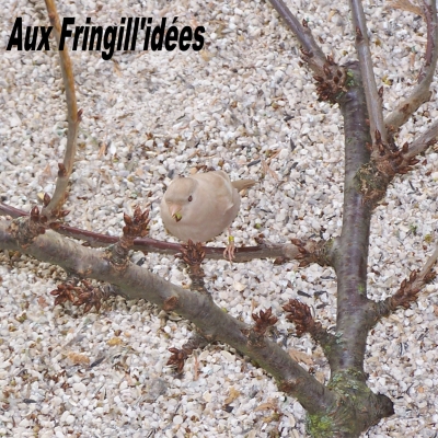 Elevage, obtention et photographie : SCHLUB Stphane