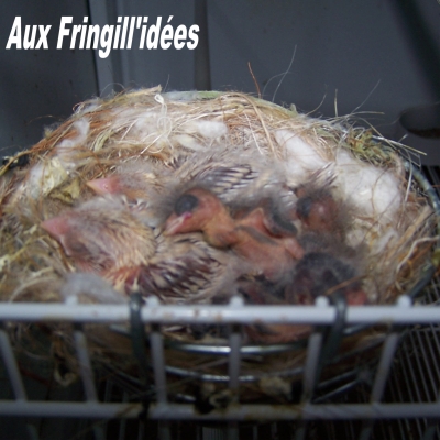 Elevage, obtention et photographie : SCHLUB Stphane